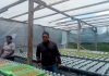 Perempuan Asli Papua Bangun Harapan di Belrusak Rumah hydroponic di terletak di Belakang Rumah Sakit atau Belrusak Paroki St. Fransiskus Xaverius Merauke. Foto. Agapitus Batbual