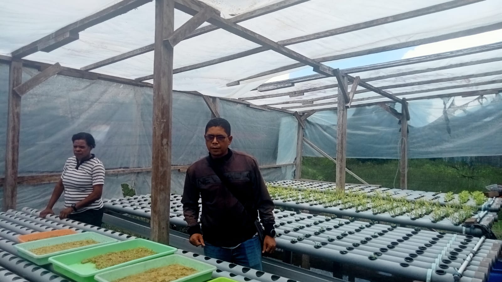 Rumah hydroponic di terletak di Belakang Rumah Sakit atau Belrusak Paroki St. Fransiskus Xaverius Merauke. Foto. Agapitus Batbual